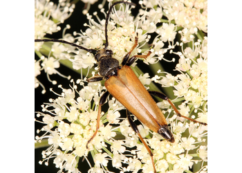 Rothalsbock (Stictoleptura rubra) - © Erwin Holzer